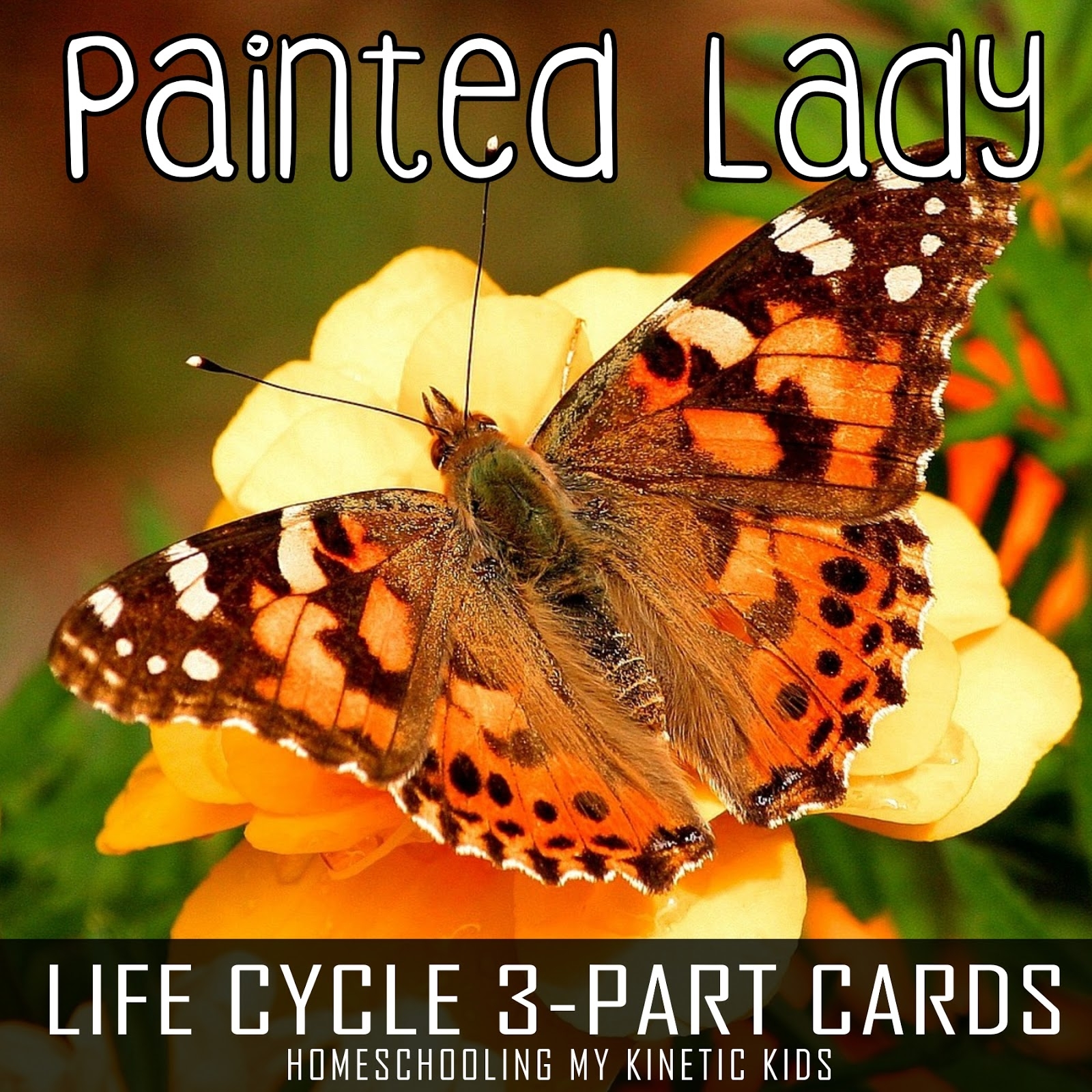 Painted Lady Butterfly Life Cycle 3 Part Cards Painted Lady Butterfly Life Cycle 3 Part Cards