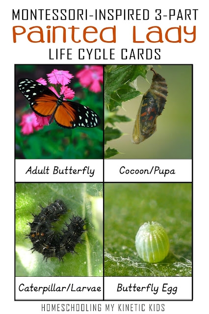 Painted Lady Butterfly Life Cycle 3 Part Cards Painted Lady Butterfly Life Cycle 3 Part Cards