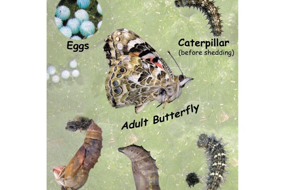 Painted Lady Butterfly Life Cycle Chart Carolina Biological Supply