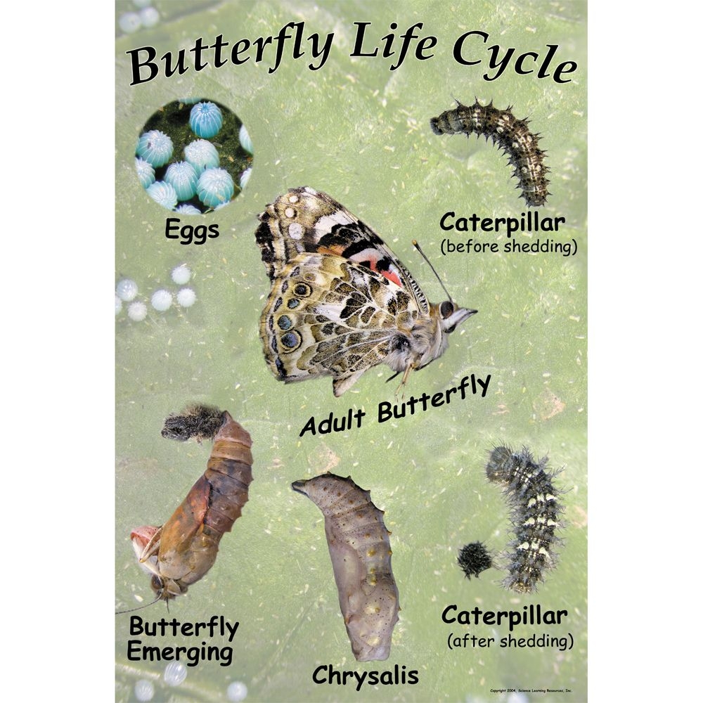 Painted Lady Butterfly Life Cycle Chart Carolina Biological Supply Painted Lady Butterfly Life Cycle Chart Carolina Biological Supply