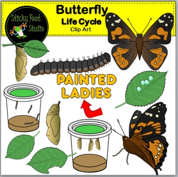 Painted Lady Butterfly Life Cycle Clip Art By Sticky Foot Studio Painted Lady Butterfly Life Cycle Clip Art By Sticky Foot Studio