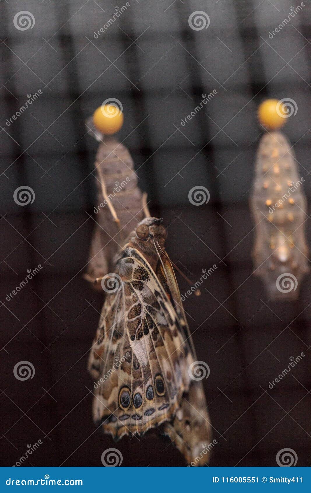 painted lady chrysalis painted lady chrysalis