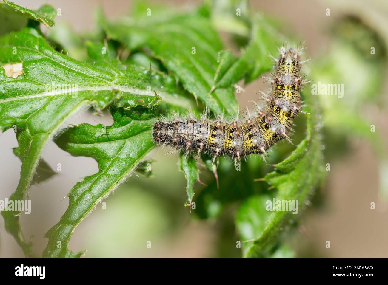 Painted Lady Caterpillar Stock Photo Alamy Painted Lady Caterpillar Stock Photo Alamy