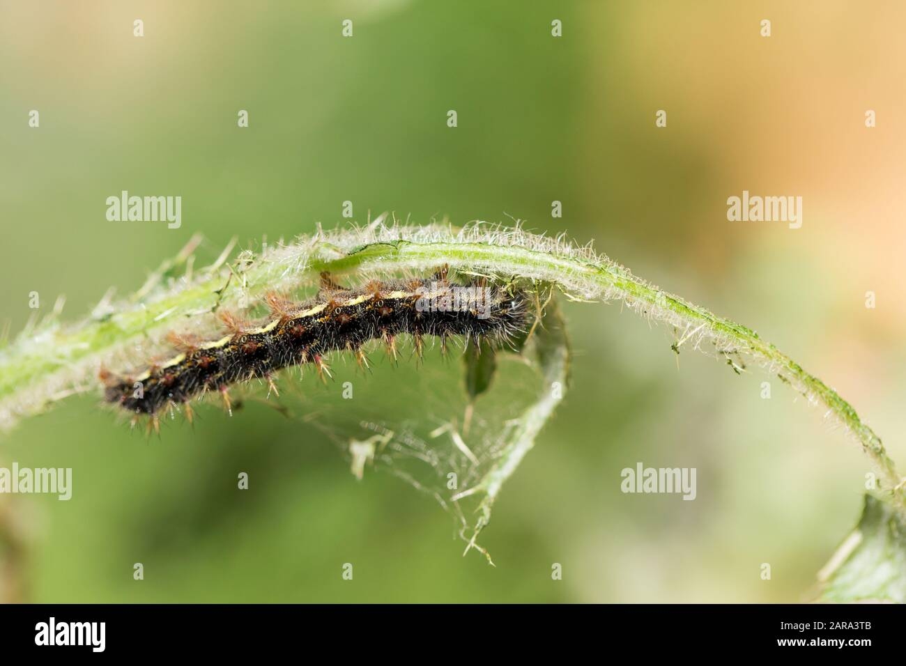Painted Lady Caterpillar Stock Photo Alamy Painted Lady Caterpillar Stock Photo Alamy
