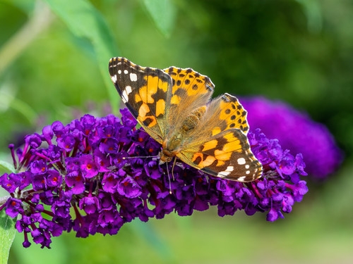 Painted Lady Caterpillars Or Chrysalis Jmzbutterflyfarm