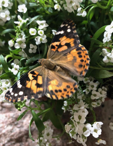 Painted Lady Caterpillars Or Chrysalis Jmzbutterflyfarm Painted Lady Caterpillars Or Chrysalis Jmzbutterflyfarm