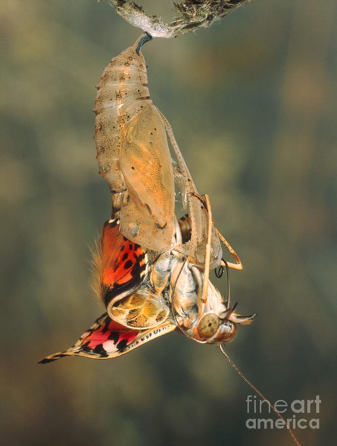 Painted Lady Emerging From Chrysalis Photograph By Hermann Eisenbeiss Painted Lady Emerging From Chrysalis Photograph By Hermann Eisenbeiss