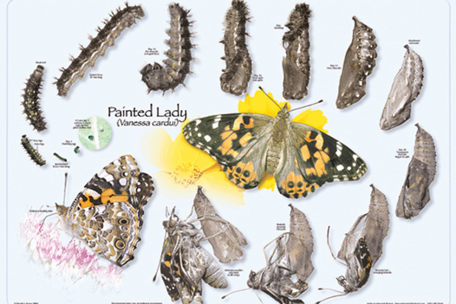Painted Lady Life Cycle Laminated Poster Woman Painting Life