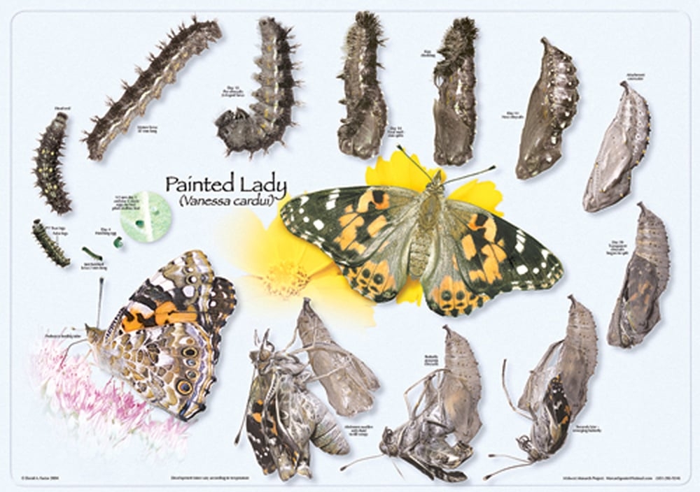 Painted Lady Life Cycle Painted Lady Life Cycle