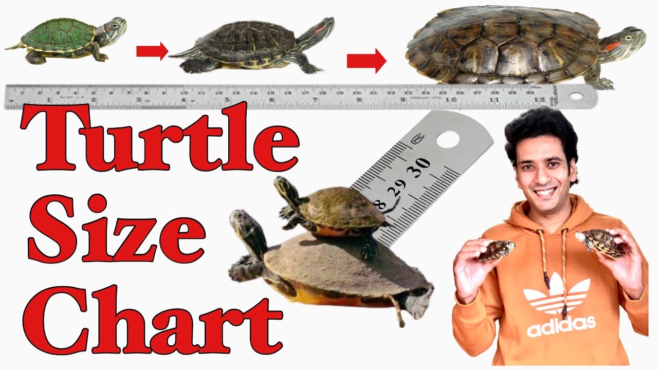 turtle colour chart turtle colour chart