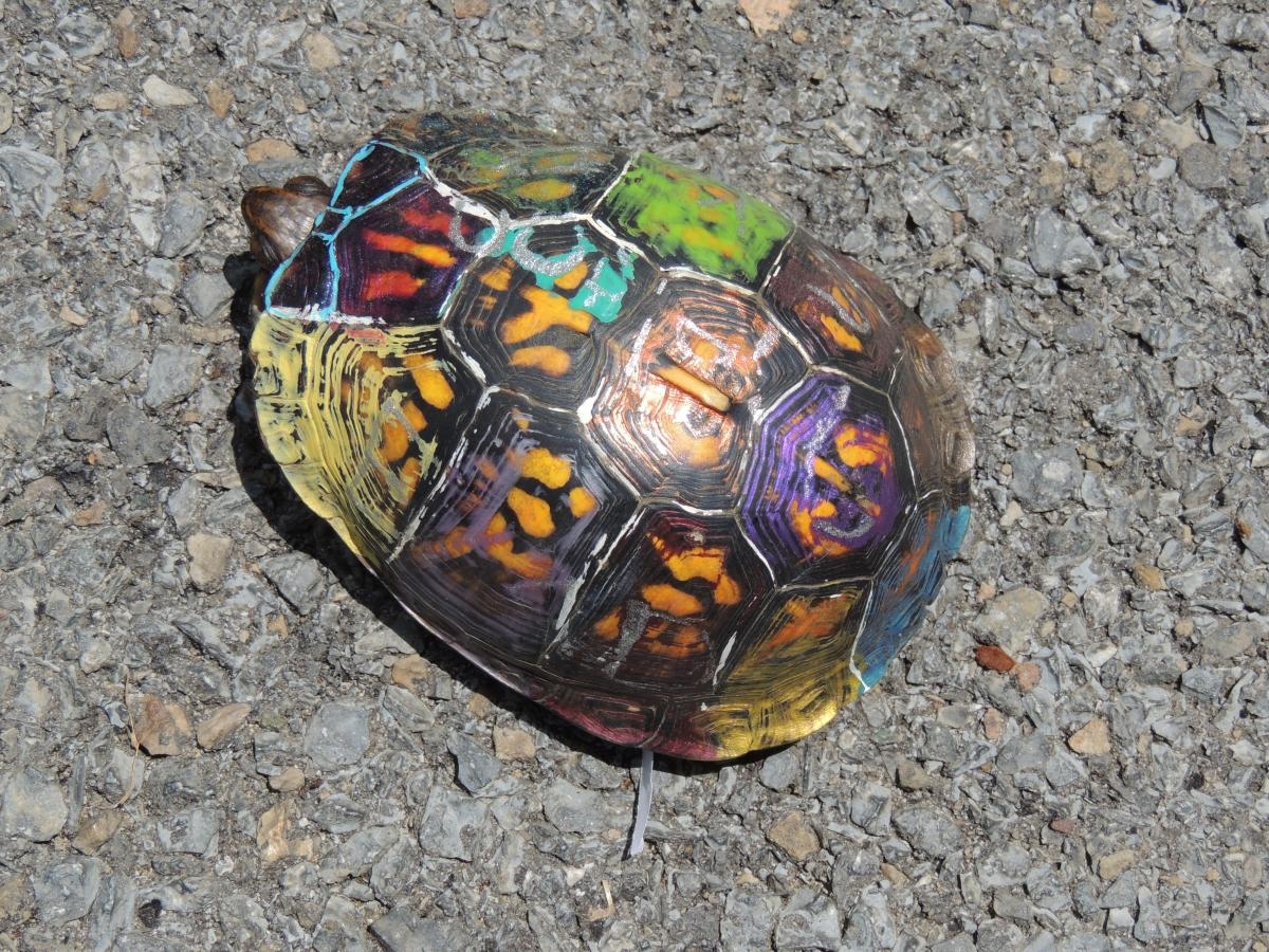 Painting Turtle Shell At PaintingValley Explore Collection Of Painting Turtle Shell At PaintingValley Explore Collection Of