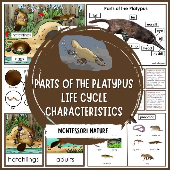 Parts Of Platypus Life Cycle Nomenclature 3 Part Cards Facts Parts Of Platypus Life Cycle Nomenclature 3 Part Cards Facts
