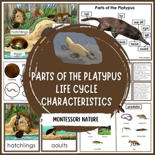 Parts Of Platypus Life Cycle Nomenclature 3 Part Cards Facts Parts Of Platypus Life Cycle Nomenclature 3 Part Cards Facts