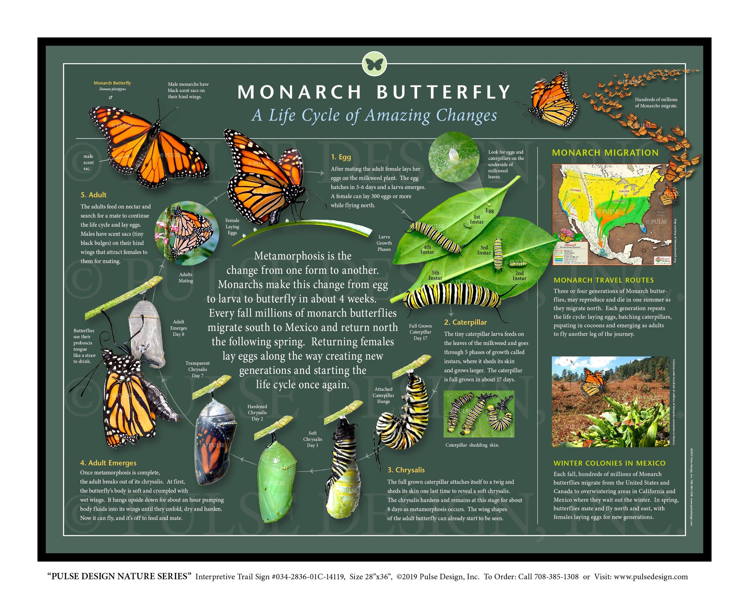 PDNS Monarch Butterfly Migration Life Cycle Milkweed Pollinator Garden PDNS Monarch Butterfly Migration Life Cycle Milkweed Pollinator Garden