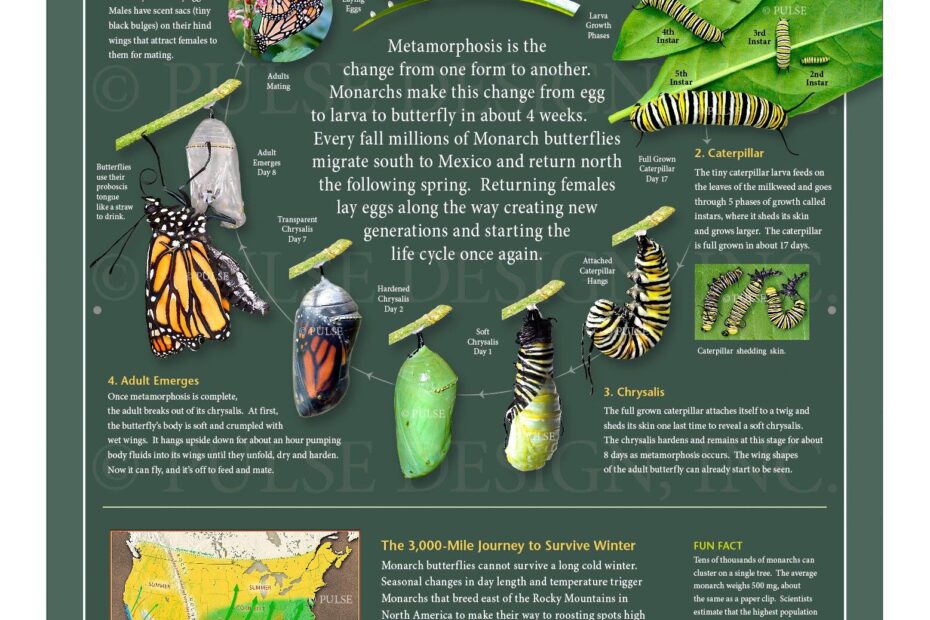 PDNS Monarch Butterfly Migration Life Cycle Milkweed Pollinator Garden