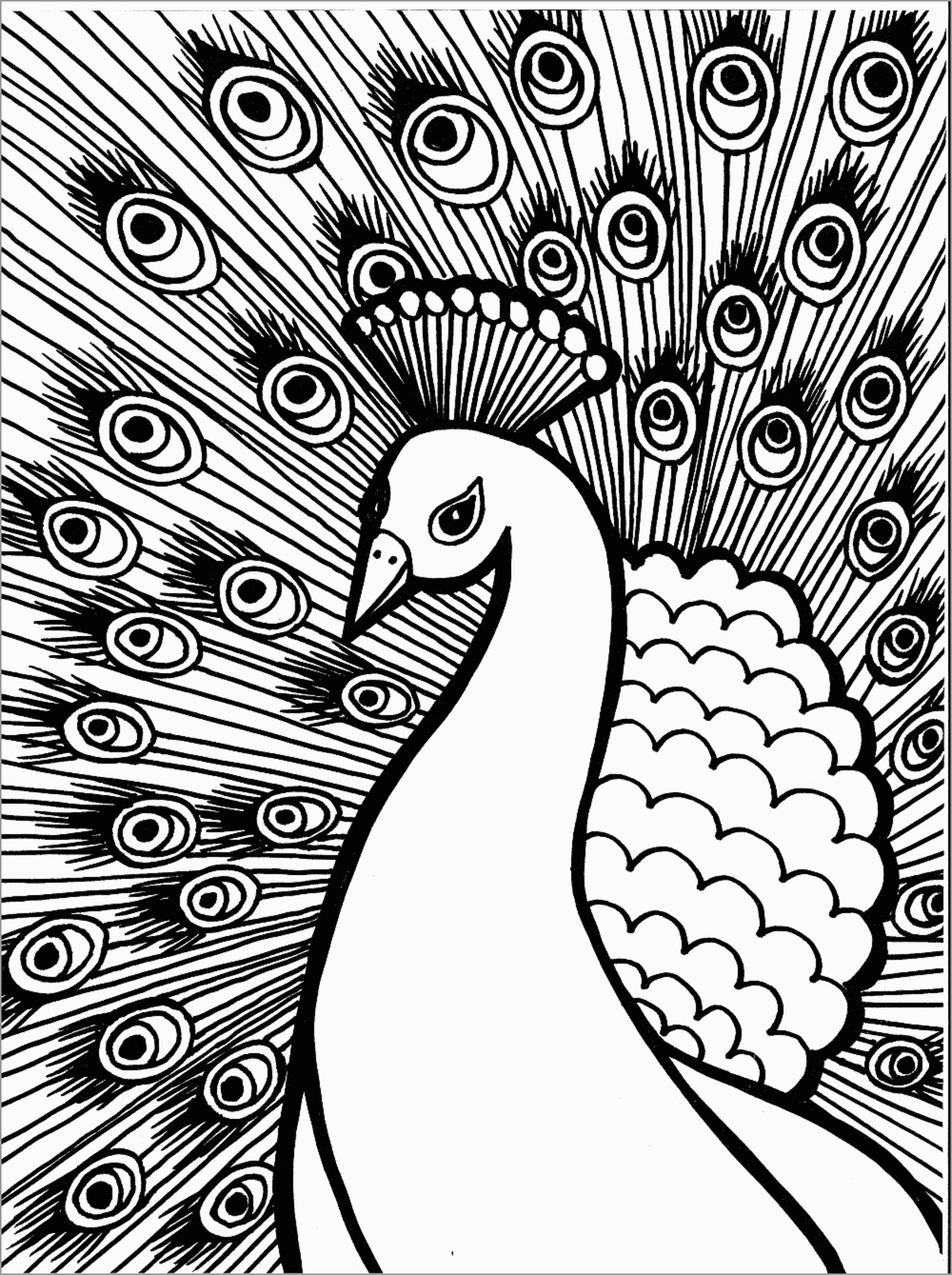 Peacock Coloring Pages ColoringBay Peacock Coloring Pages ColoringBay
