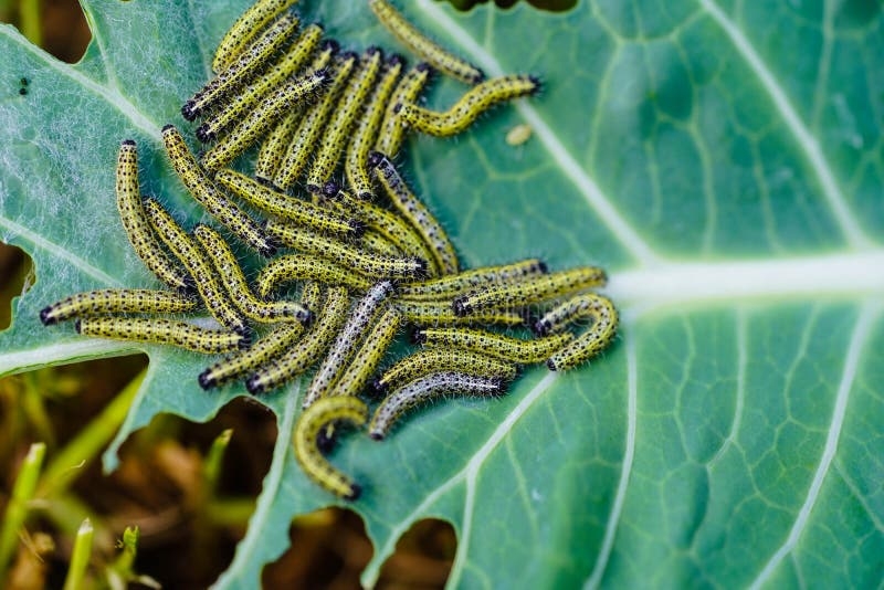 Cabbage White Butterfly Larvae On Radishes Cabbage White Butterfly Larvae On Radishes