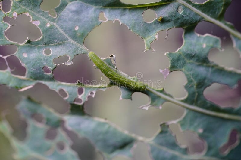 Cabbage White Butterfly Larvae Cabbage White Butterfly Larvae