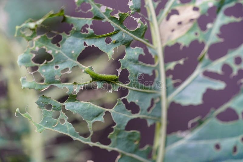 Pieris Brassicae Larvae Stock Photo Image Of Green 257471772 Pieris Brassicae Larvae Stock Photo Image Of Green 257471772