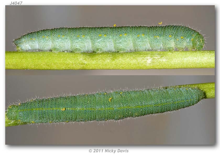 Pieris Rapae Butterfly Pieris Rapae Butterfly