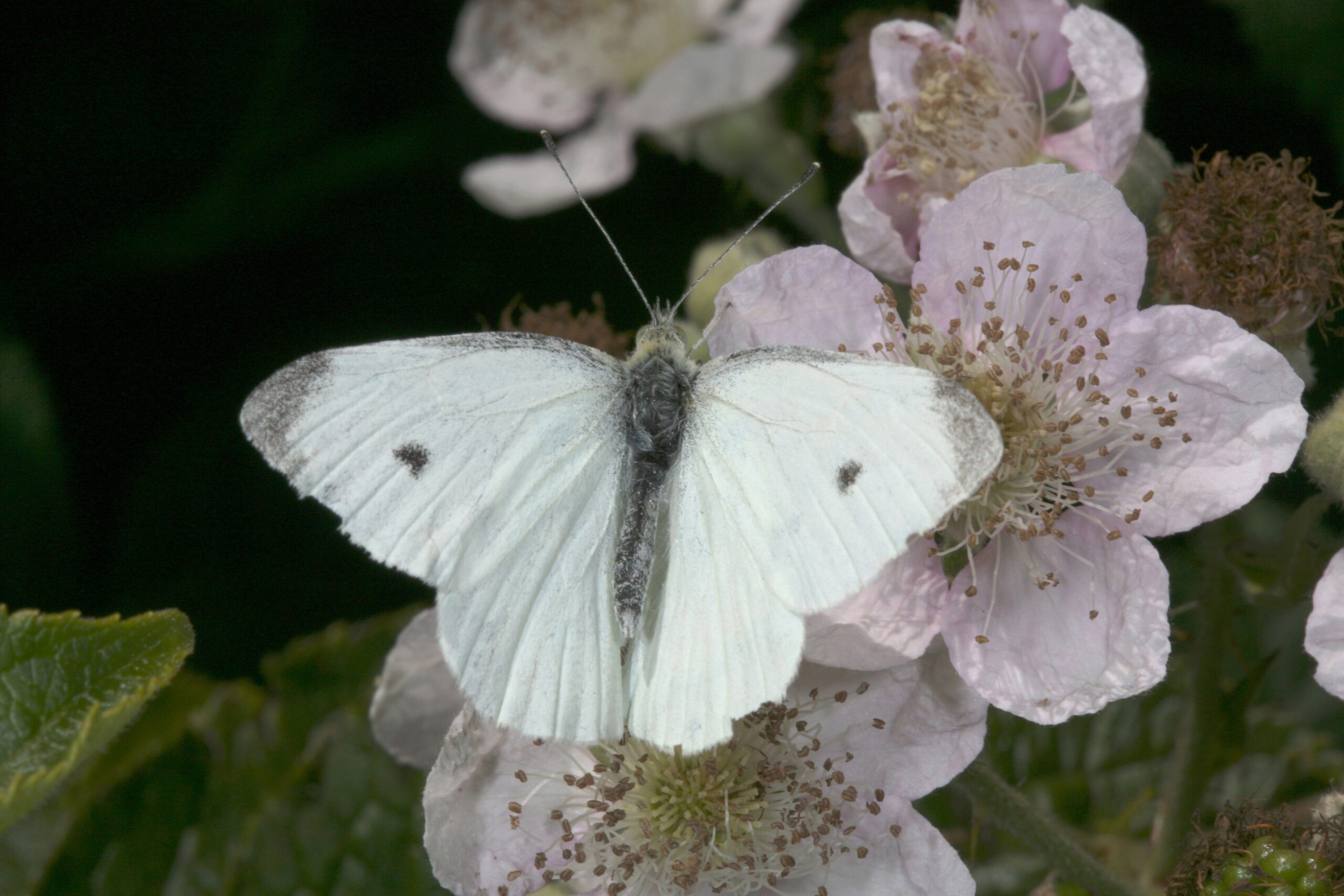 Pieris R Rapae The Cabbage Butterfly Pieris R Rapae The Cabbage Butterfly
