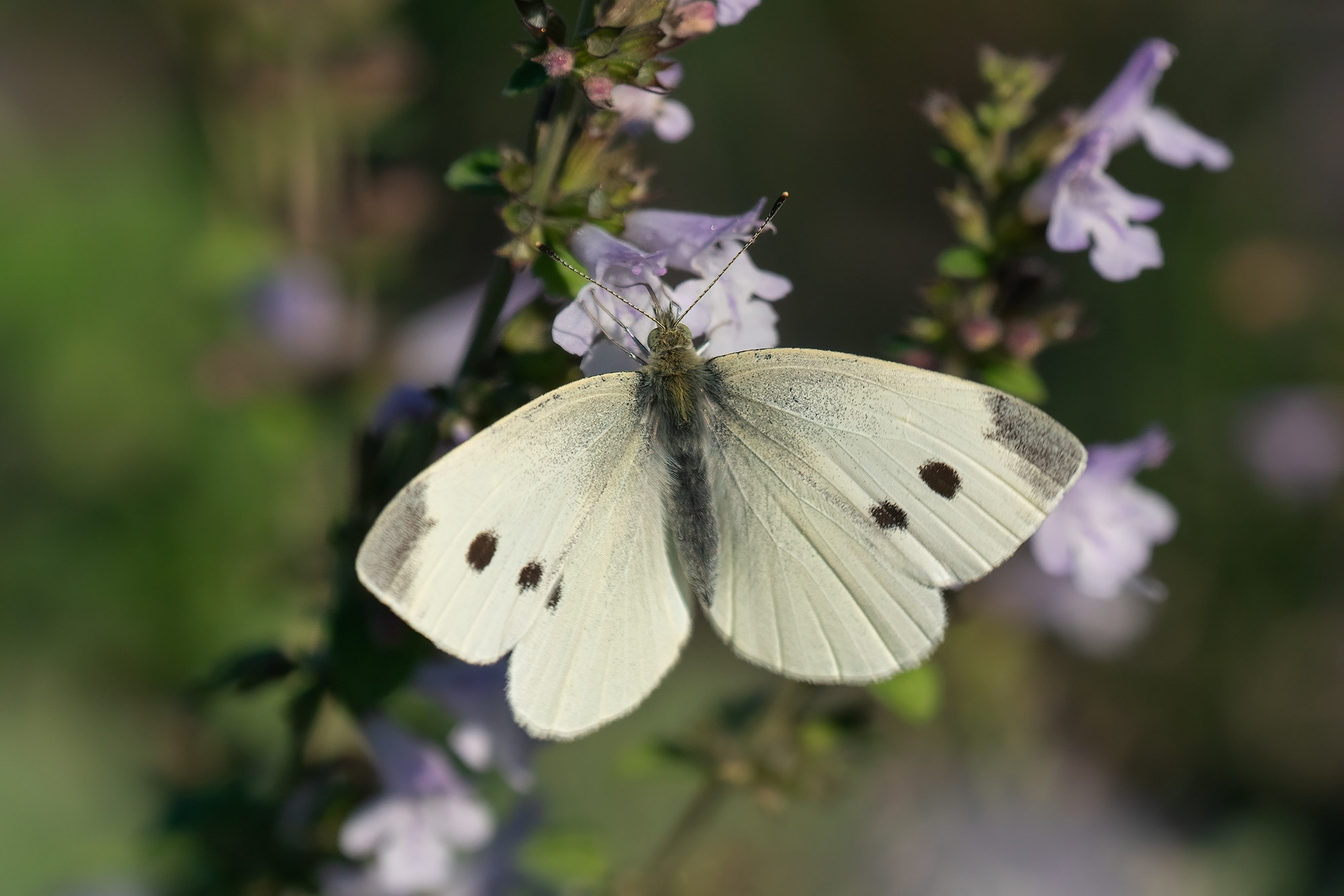 Pieris Rapae Butterflies Of Croatia Pieris Rapae Butterflies Of Croatia