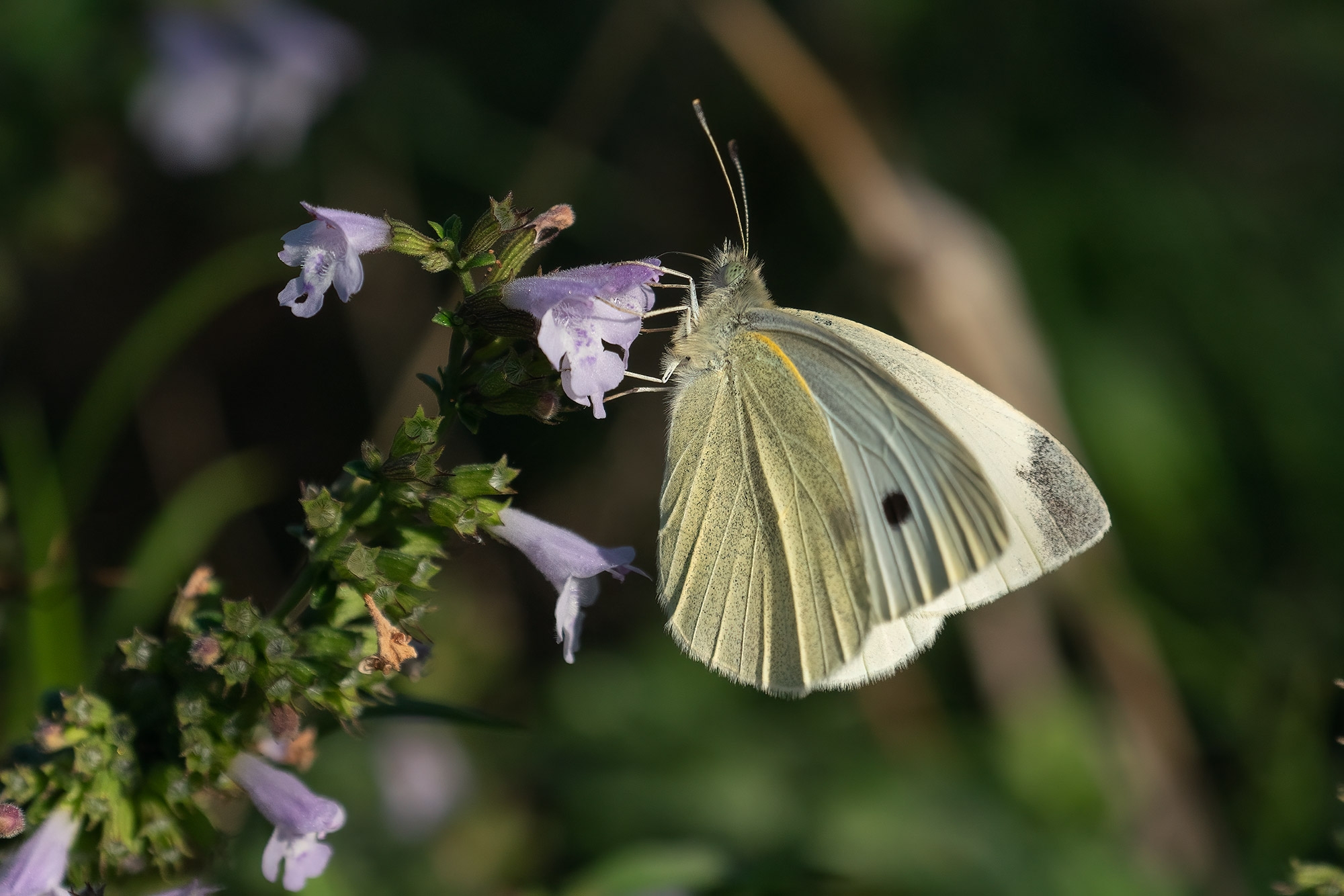 Pieris Rapae Butterflies Of Croatia Pieris Rapae Butterflies Of Croatia