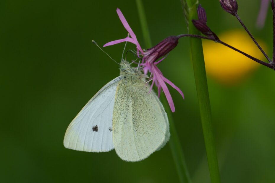 Pieris Rapae Butterflies Of Croatia
