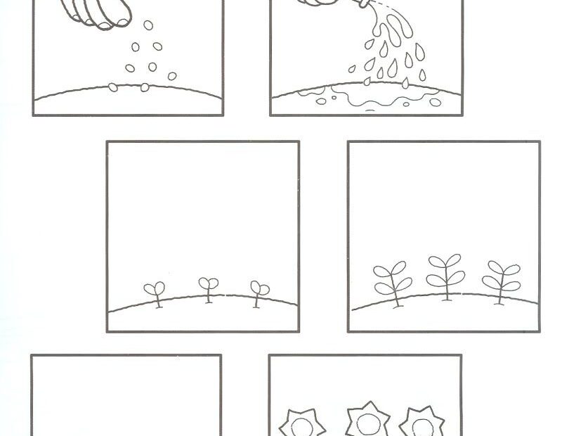 Plant Life Cycle Coloring Pages Coloring Home