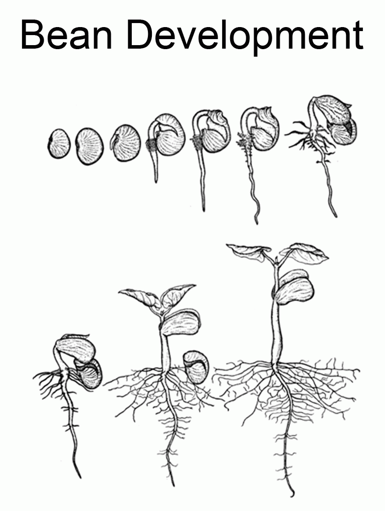 Plant Life Cycle Coloring Pages Coloring Home Plant Life Cycle Coloring Pages Coloring Home