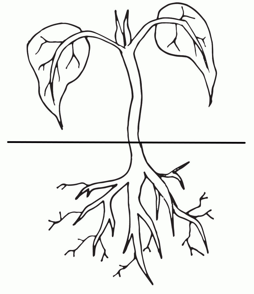 Plant Life Cycle Coloring Pages Coloring Home Plant Life Cycle Coloring Pages Coloring Home