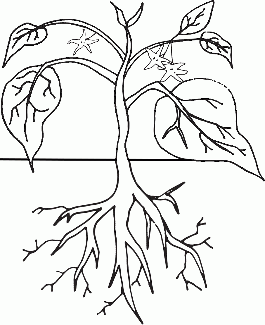 Plant Life Cycle Coloring Pages Coloring Home Plant Life Cycle Coloring Pages Coloring Home