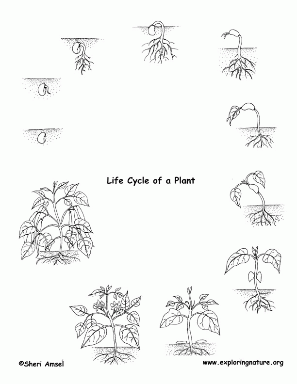 Life Cycle Coloring Pages for Children Life Cycle Coloring Pages for Children