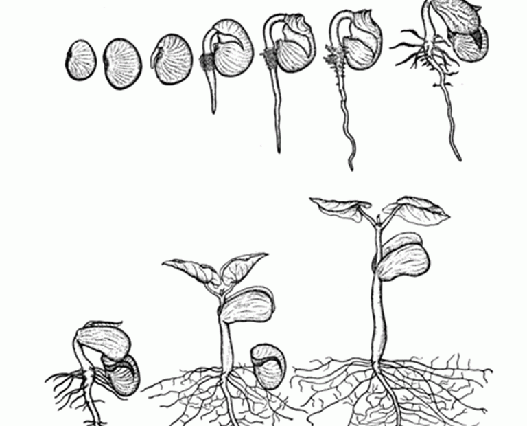 Plant Life Cycle Coloring Pages Coloring Home