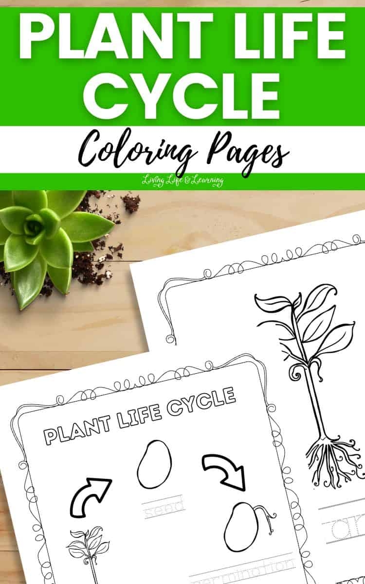 Plant Life Cycle Coloring Pages For Educational Fun Plant Life Cycle Coloring Pages For Educational Fun