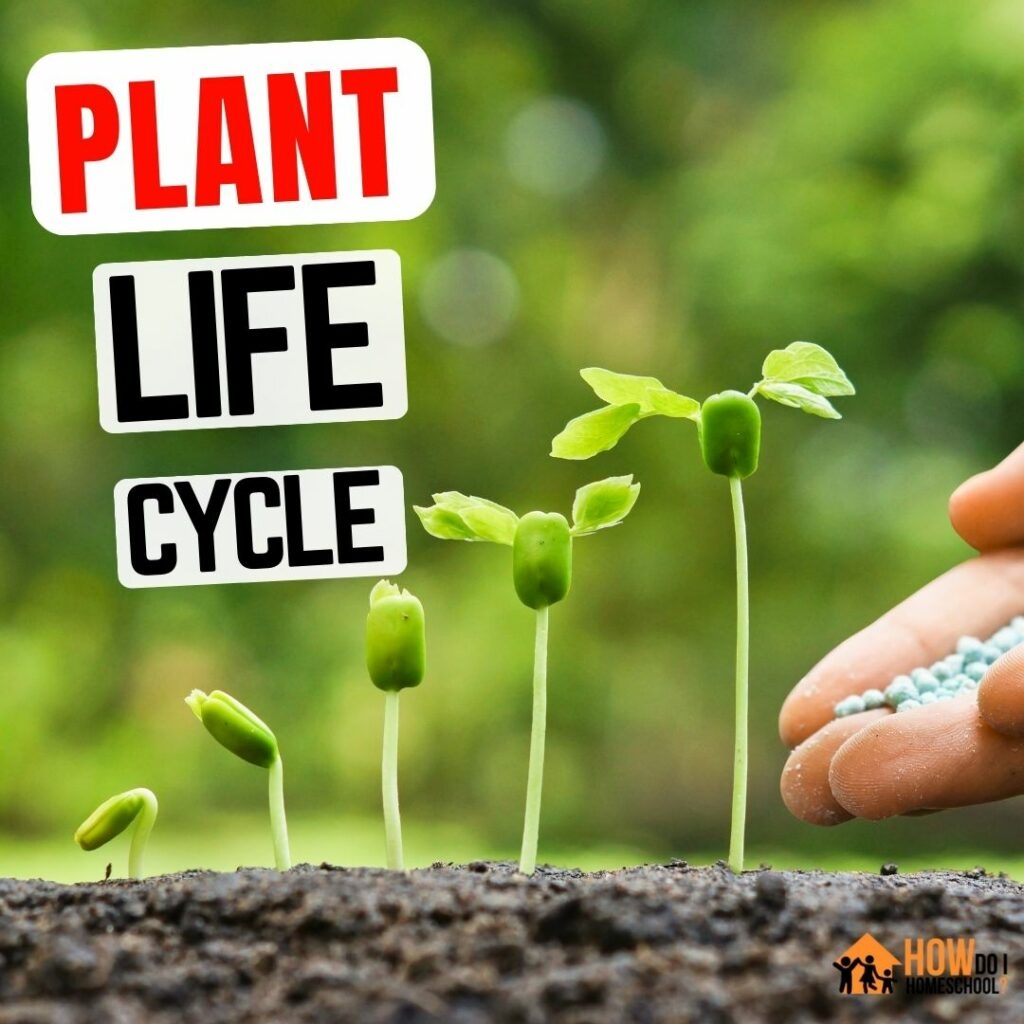 Plant Life Cycle For Kids Fun Teaching Ideas Hands On Experiments Plant Life Cycle For Kids Fun Teaching Ideas Hands On Experiments