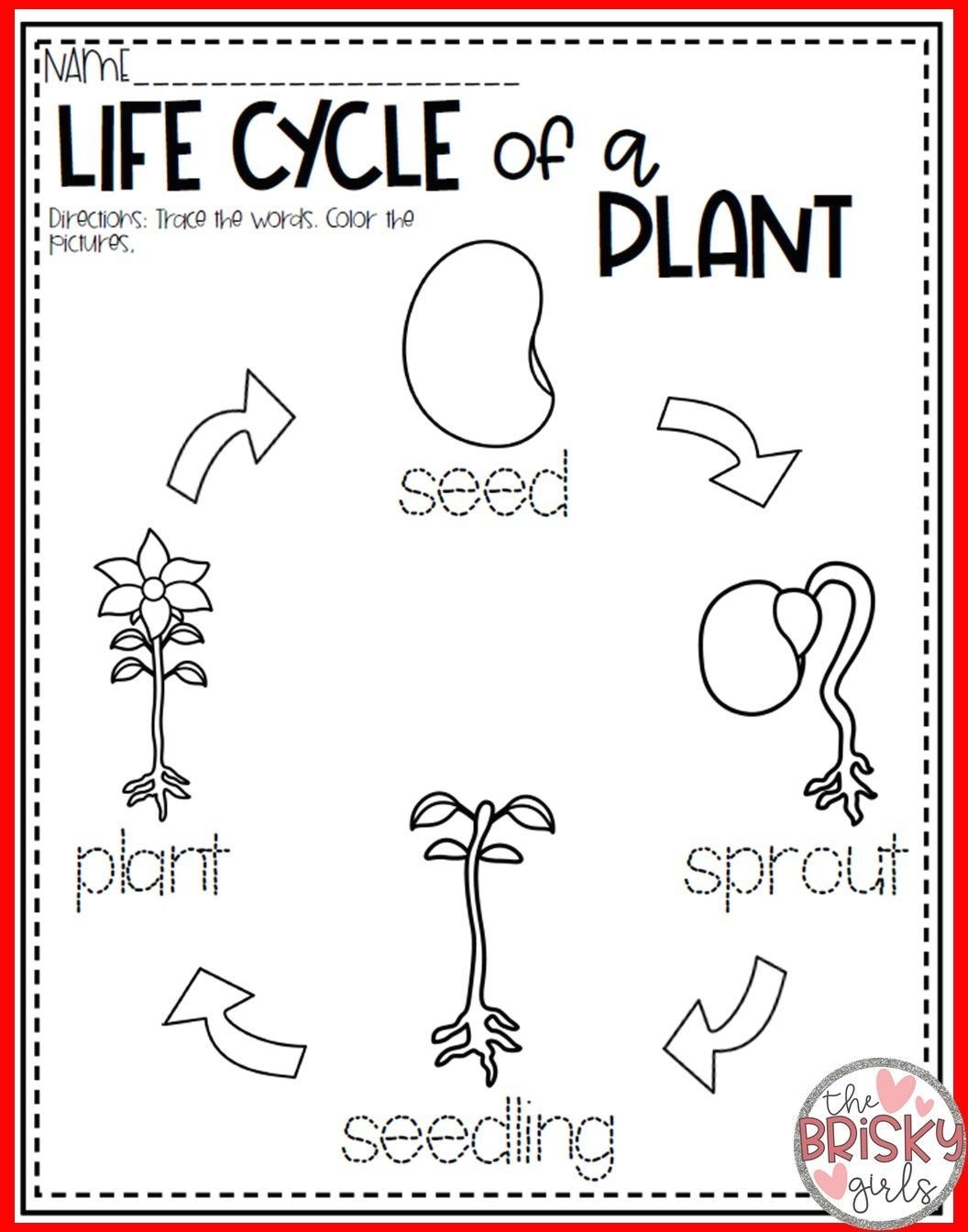 Kindergarten Plant Life Cycle Kindergarten Plant Life Cycle