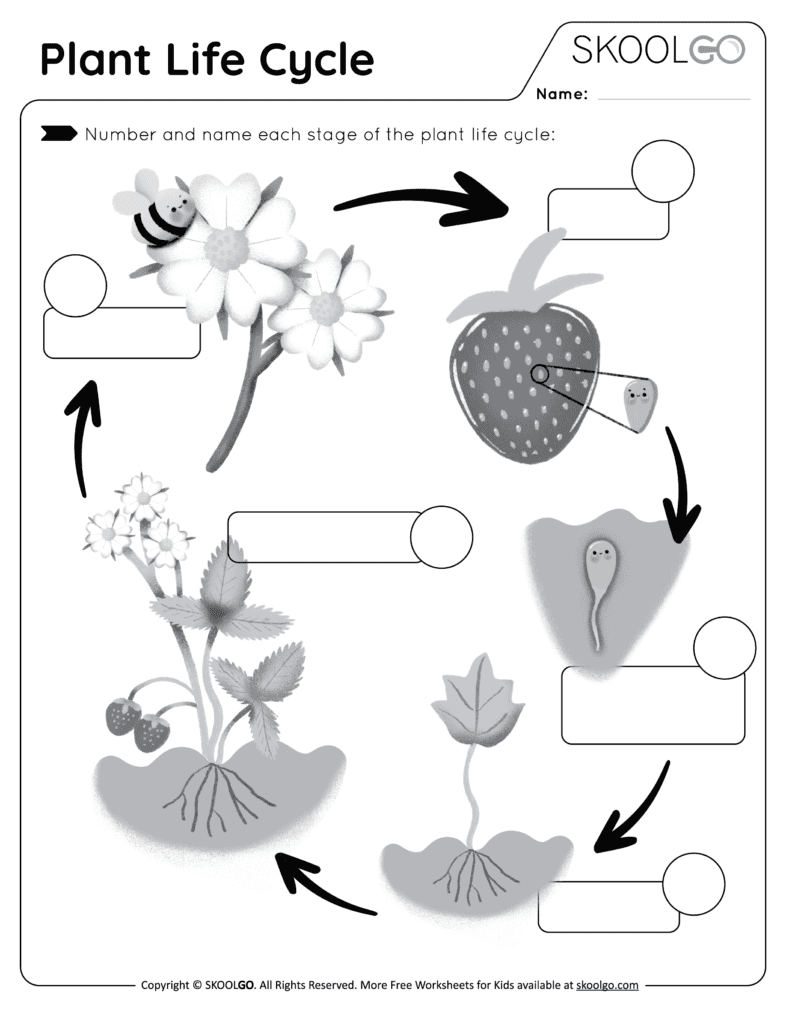 Plant Life Cycle Free Worksheet SKOOLGO Plant Life Cycle Free Worksheet SKOOLGO
