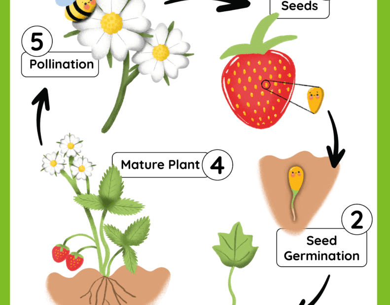 Plant Life Cycle Free Worksheet SKOOLGO