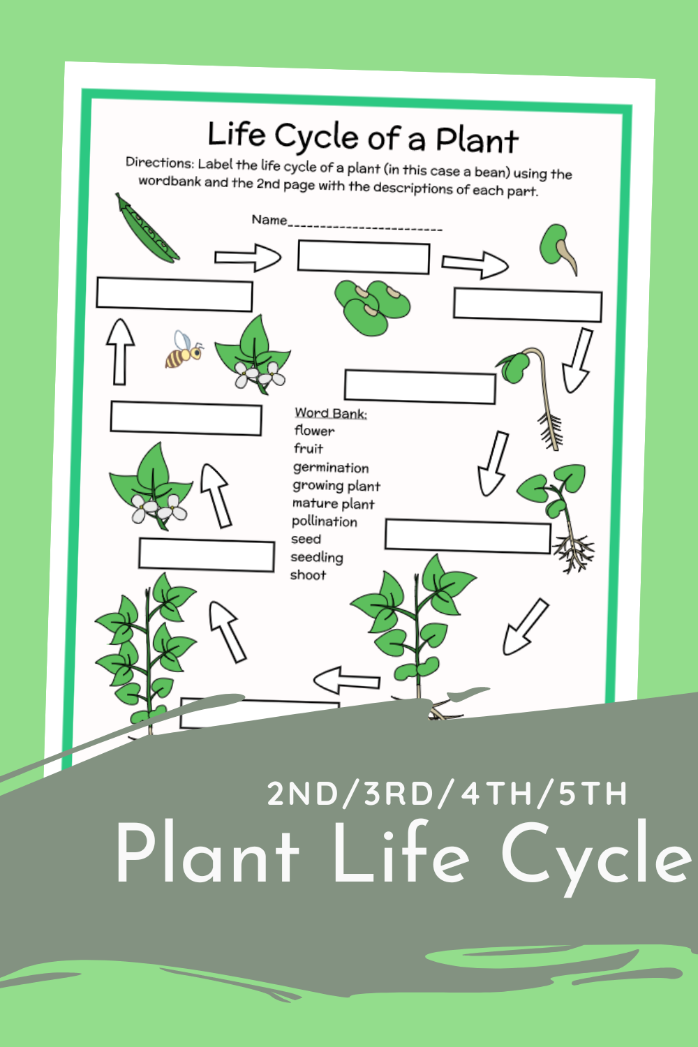 Plant Life Cycle Free Worksheet SKOOLGO Worksheets Library