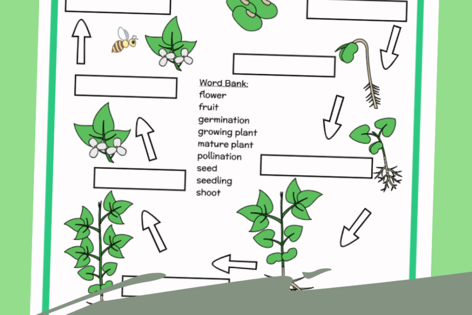 Plant Life Cycle Free Worksheet SKOOLGO Worksheets Library