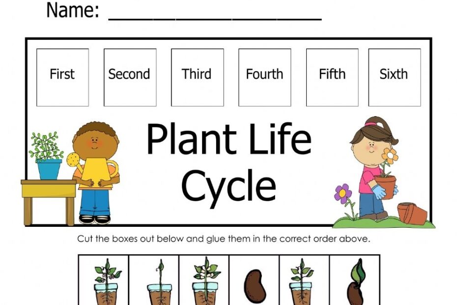Plant Life Cycle Interactive Worksheet Printable Worksheets