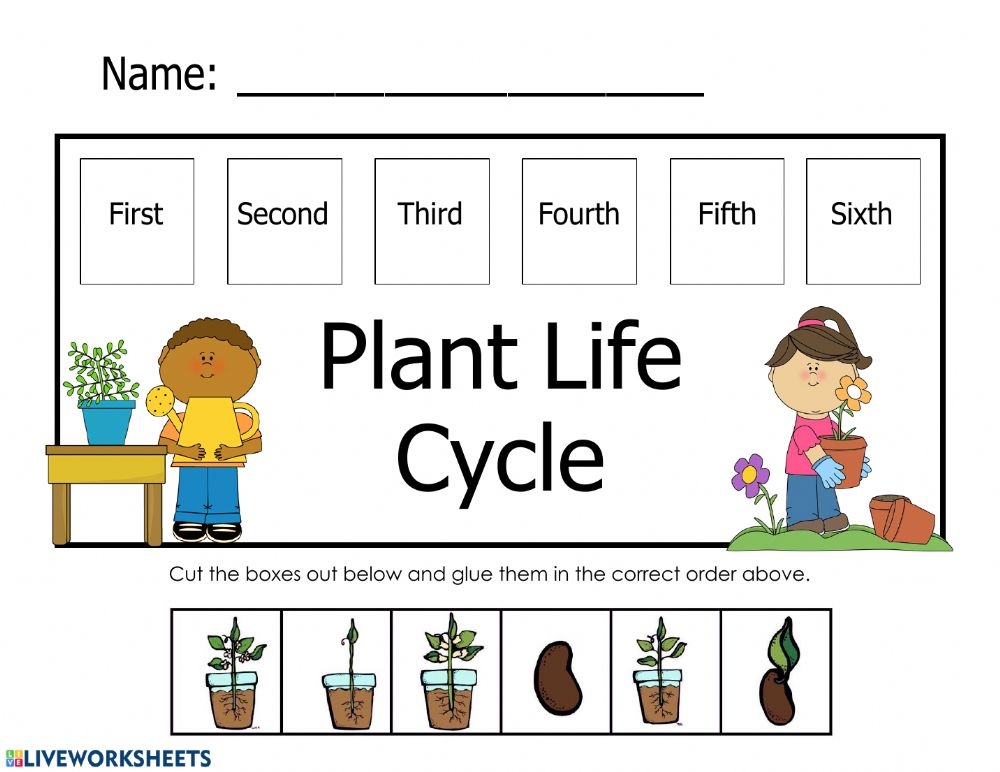 Plant Life Cycle Worksheet Plant Life Cycle Worksheet