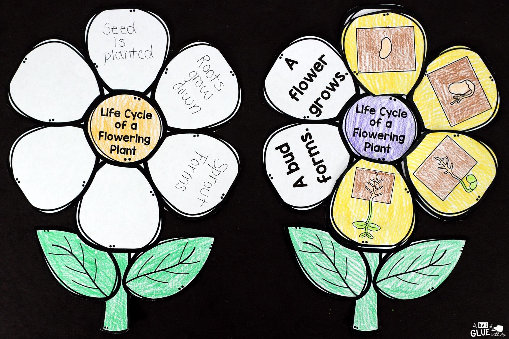 Plant Life Cycle Lesson Plan For Preschool Plant Life Cycle Lesson Plan For Preschool