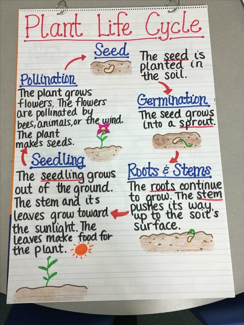Plant Life Cycle Lesson Plans For 1st Grade Plant Life Cycle Lesson Plans For 1st Grade