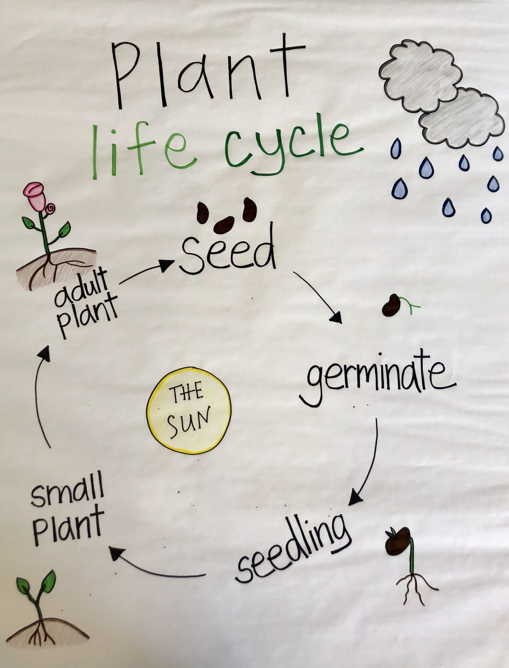 Plant Life Cycle Plant Seedlings Small Plants Anchor Charts Life Cycles Plant Life Cycle Plant Seedlings Small Plants Anchor Charts Life Cycles