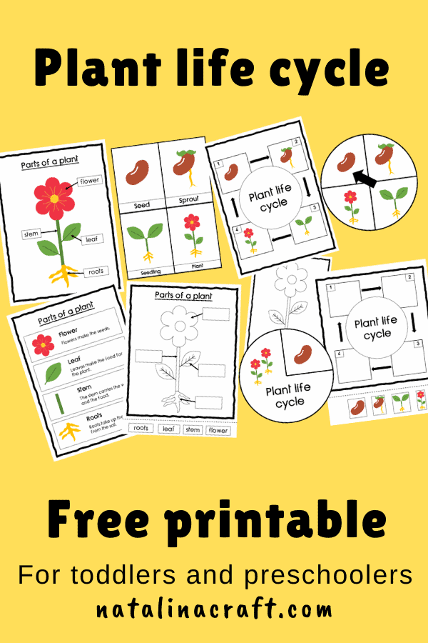 Plant Life Cycle Preschool Printables Free Printable Download Plant Life Cycle Preschool Printables Free Printable Download