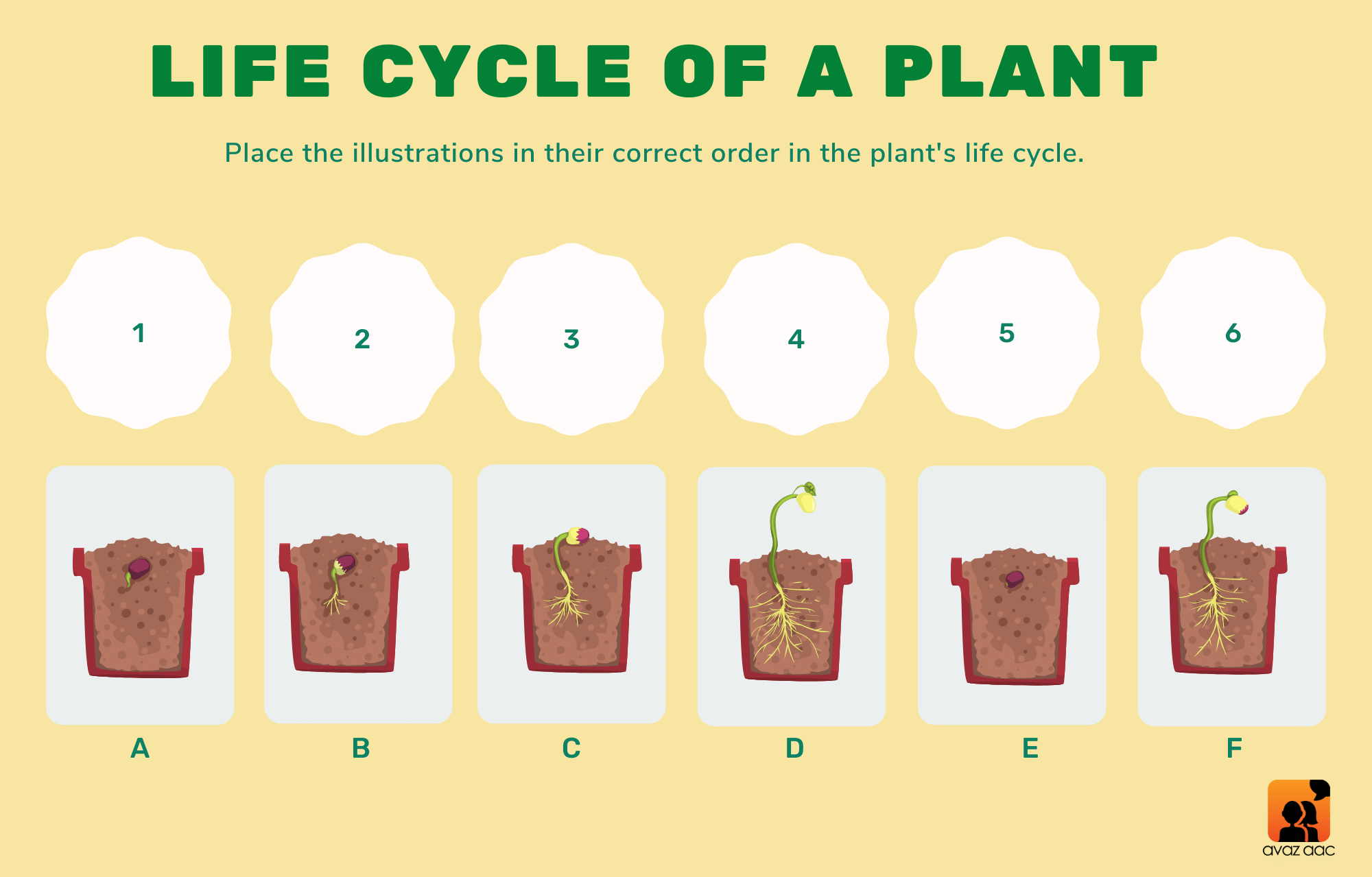 Plant Life Cycle Sequencing Cards Www homillux Plant Life Cycle Sequencing Cards Www homillux