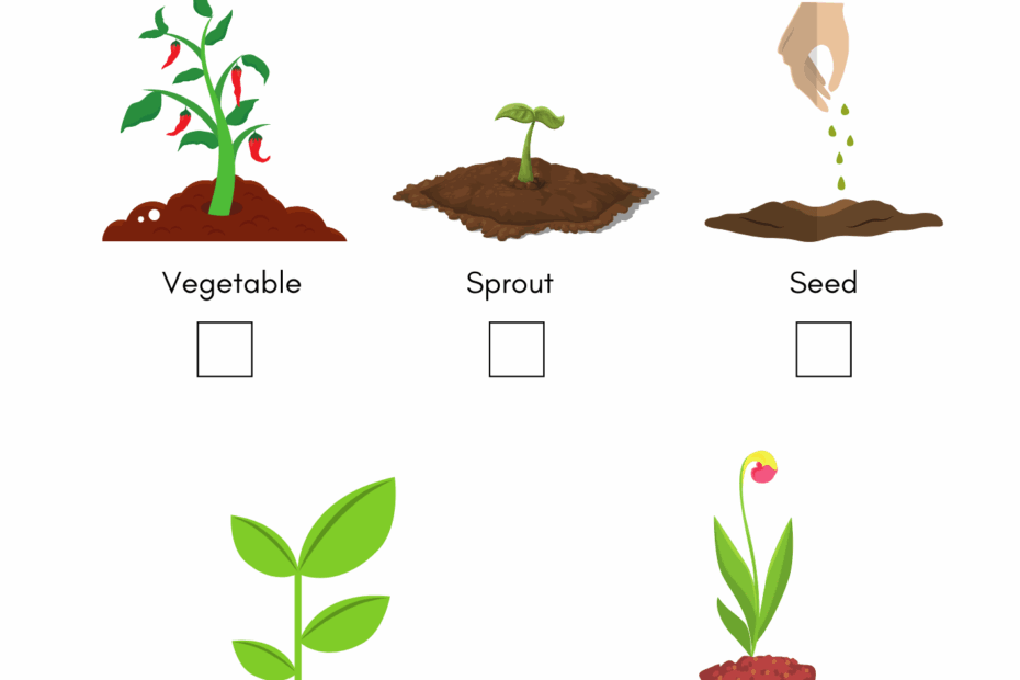 Plant Life Cycle Worksheet For Kindergarten Kidpid