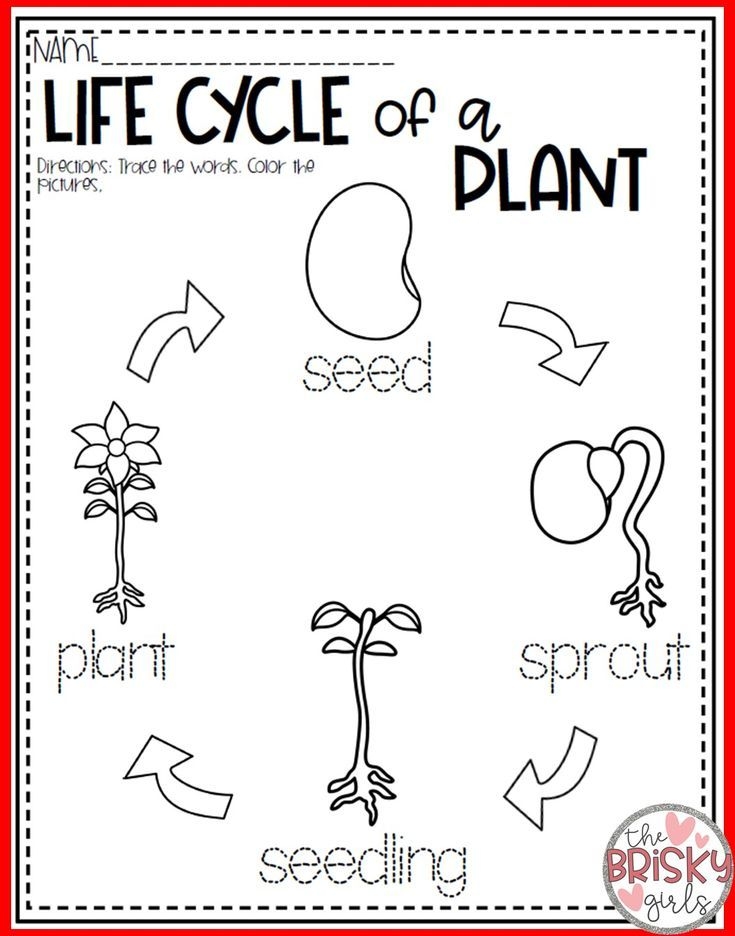 Plant Life Cycle Worksheet Preschool Plant Life Cycle Worksheet Preschool